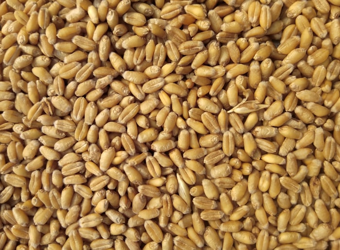 Grains and Pulses